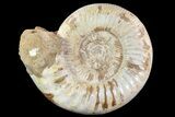 Wide Jurassic Kranosphinctites? Ammonite Fossil - Madagascar #72883-2